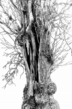 Tree roots
